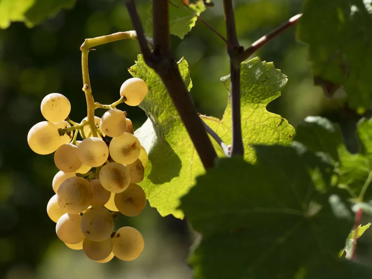 esperienze_lugana-luva-doro chiaretto-moniga-wine-tour